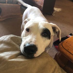 Meet your Posher, Chris